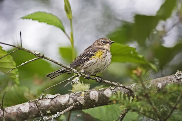 Primeiro Inverno Myrtle Amarelo Rumped Warbler Setophaga Coronata Coronata — Fotografia de Stock