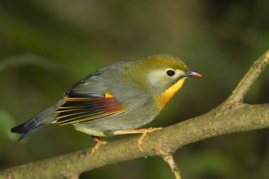 Pekin Robin veya kırmızı gagalı Leiothrix, Leiothrix lutea, tünemiş