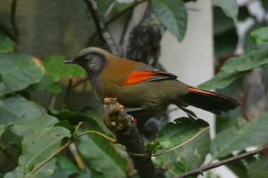 Kızıl kuyruklu bir Laughingthrush, Trochalopteron Milnei, tünemiş
