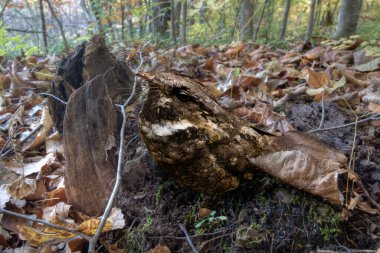 Doğu kırbacı, Caprimulgus vociferus, orman zemininde dinleniyor.