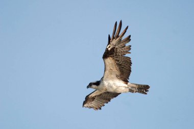 Bir Osprey, Pandion haliaetus, uçuyor.