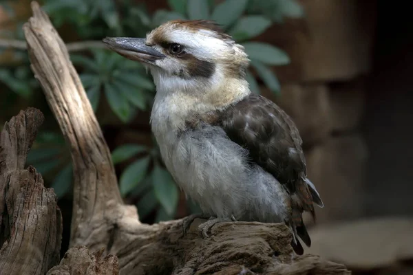 Laughing Kookaburra Dacelo Novaeguineae Σκαρφαλωμένο Στο Κλαδί — Φωτογραφία Αρχείου