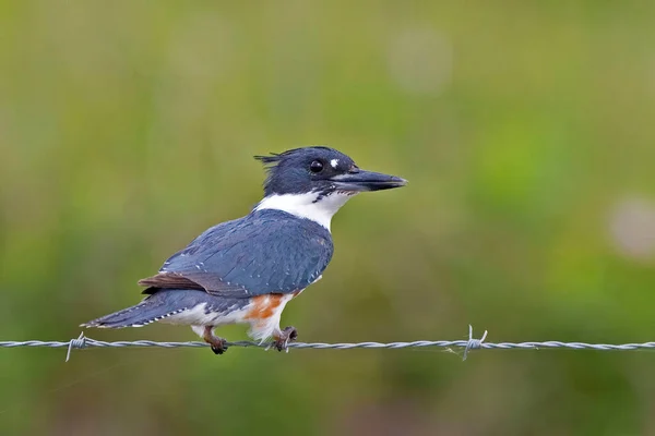 Egy Öves Kingfisher Megaceryle Alcyon Kerítésen — Stock Fotó