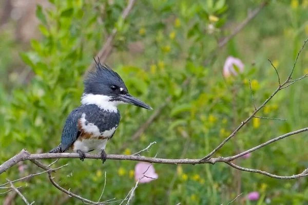 Bältad Kungsfiskare Megaceryle Alcyon Uppflugen Ett Träd — Stockfoto