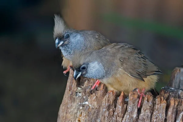 Speckled Mousebird Colius Striatus Empoleirado — Fotografia de Stock