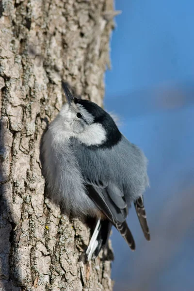 Vertical White Breasted Nuthatch Sitta Carolinensis — Stock Photo, Image