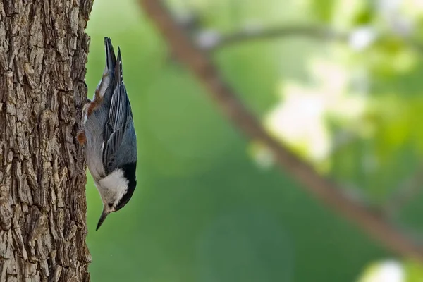 Beyaz Göğüslü Bir Nuthatch Sitta Carolinensis Ağaçta Sürünüyor — Stok fotoğraf