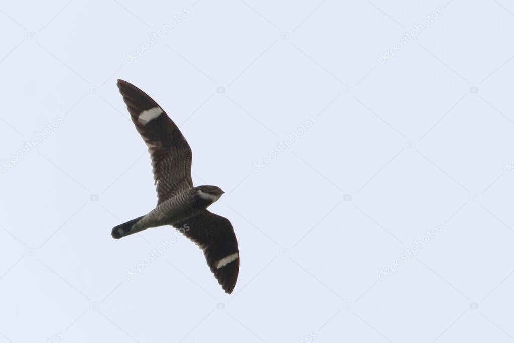 A Male Common Nighthawk, Chordeiles minor, flying at dusk