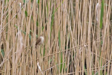 Avrasyalı Reed Warbler, Acrocephalus scirpaceus, bataklıklarda