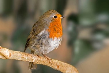 Avrupalı bir erkek Robin, Erithacus rubecula, tünemiş
