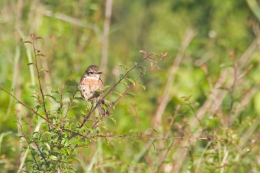 Bir Whinchat, Saxicola rubetra, küçük bir çalılıkta