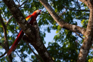 Kırmızı bir Macaw, Ara macao, tünemiş, ağaca tünemiş.