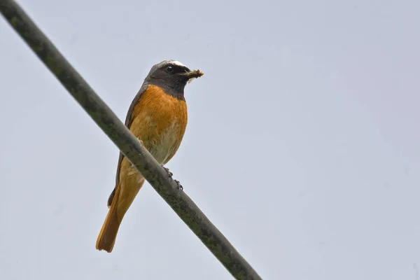 Bir Erkek Yaygın Kızılay Phoenicurus Phoenicurus Tünemiş — Stok fotoğraf