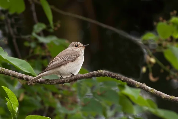 Spotted Flycatcher Muscicapa Striata Perched — Stock Photo, Image