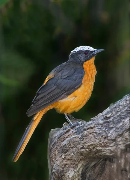 White Crowned Robin Chat Cossypha Albicapilla Perched — Stock Photo, Image