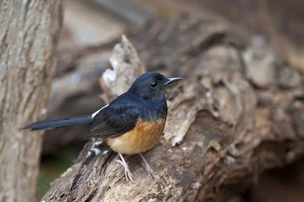 White Rumped Shama Copsychus Malabaricus Perched Log — Stock Photo, Image