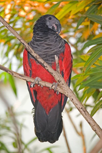Pesquet Parrot Psittrichas Fulgidus Perched — Stock Photo, Image