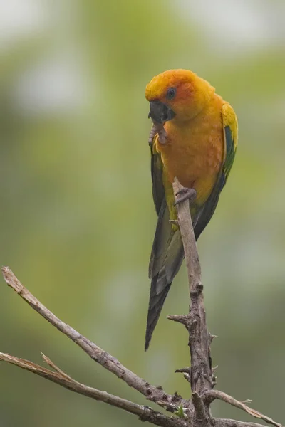 Widok Złotą Papugę Guaruba Guarouba Siadła — Zdjęcie stockowe