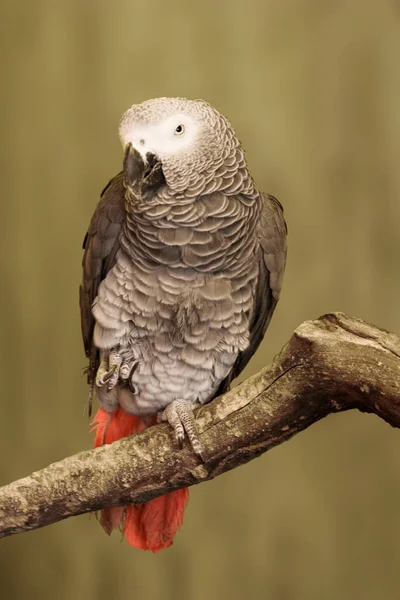 Egy Szürke Papagáj Psittacus Erithacus Ültetett — Stock Fotó