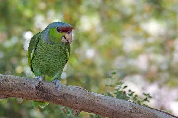 Papoušek Lilacovou Korunou Amazona Finschi Sedící — Stock fotografie