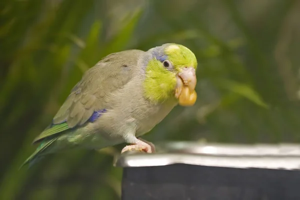 Pacific Parrotlet Forpus Coelestis Feeder — Stock Photo, Image