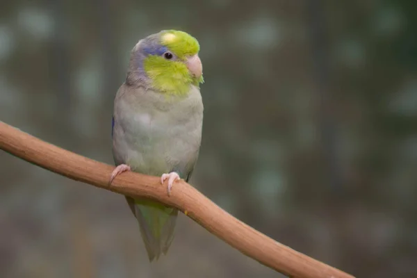 Pacific Parrotlet Forpus Coelestis Perched — Stock Photo, Image