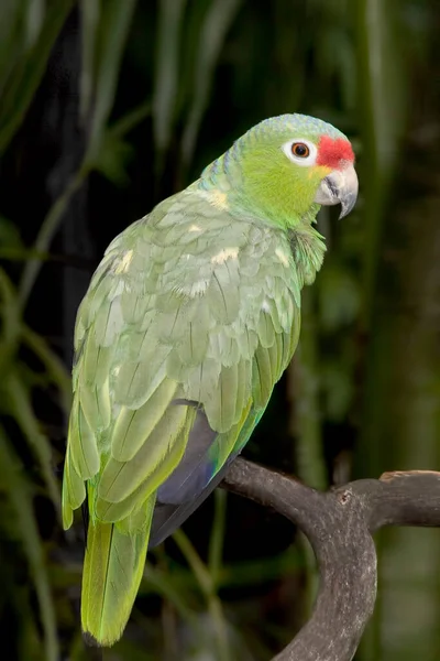 Red Lored Parrot Amazona Autumnalis Perched — Stock Photo, Image