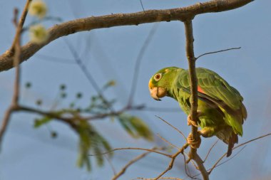 Sarı taçlı bir papağan, Amazon ochrocephala, ağaçta tünemiş.