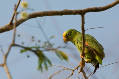 Sarı taçlı papağan manzarası, Amazona ochrocephala, tünemiş