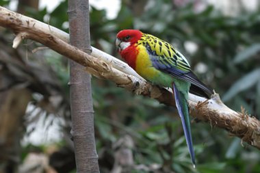 Doğu Rosella, Platycercus eximius, tünemiş.