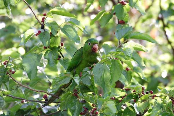 Valkosilmäinen Parakeet Psittacara Leucophthalmus Kyydissä — kuvapankkivalokuva