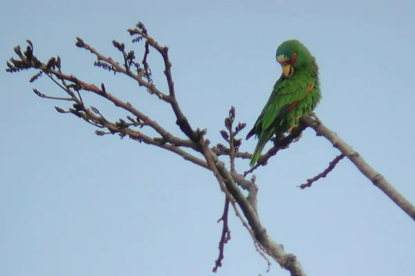 Білололологий Папуга Альбіфрони Амазони Місці — стокове фото