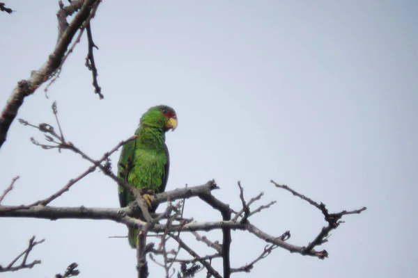 Білололологий Папуга Альбіфрони Амазони Дереві — стокове фото