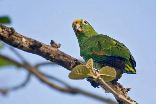 Papagaio Coroado Amarelo Amazona Ochrocephala Empoleirado — Fotografia de Stock