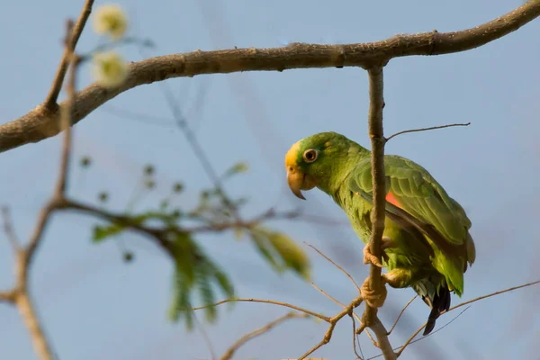 Pohled Papouška Žlutou Korunou Amazona Ochrocephala Sedící — Stock fotografie