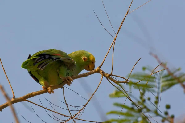 Una Veduta Del Pappagallo Dalla Corona Gialla Amazona Ocrocefala Arroccato — Foto Stock