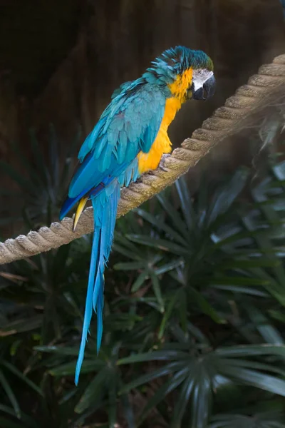 Niebiesko Żółty Macaw Ara Ararauna Siedzący — Zdjęcie stockowe
