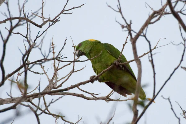 Папуга Жовтогарячим Килимом Amazona Auropalliata — стокове фото