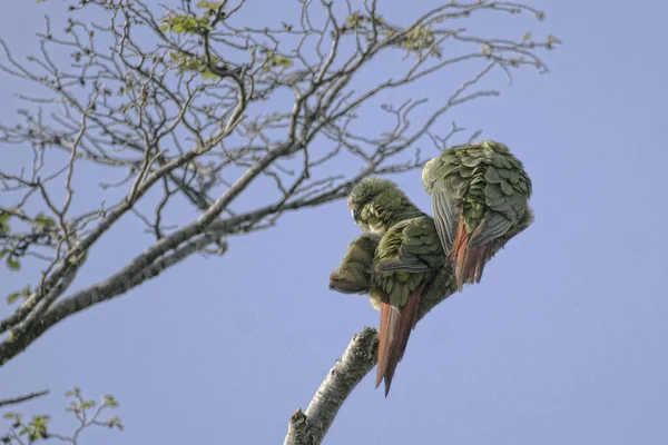 Pair Austral Parakeet Enicognathus Ferrugineus Perched — стоковое фото