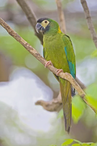 View Golden Collared Macaw Primolius Auricollis Perched — Stock Photo, Image