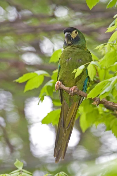 Золотокольорові Macaw Primolius Auricollis Сидячі — стокове фото
