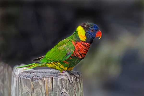 Egy Szivárvány Lorikeet Trichoglossus Moluccanus Ültetett — Stock Fotó