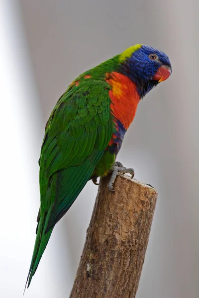 Вертикаль Rainbow Lorikeet Trichogfsus Moluccanus — стоковое фото