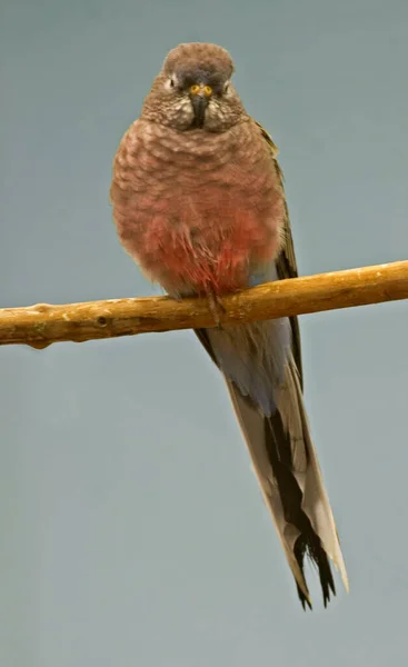 Vertical Bourke Parrot Neopsephotus Bourkii Perched — Stockfoto