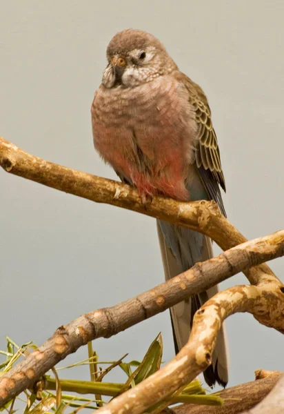 Bourke Parrot Neopsephotus Bourkii Perched — Stock Photo, Image