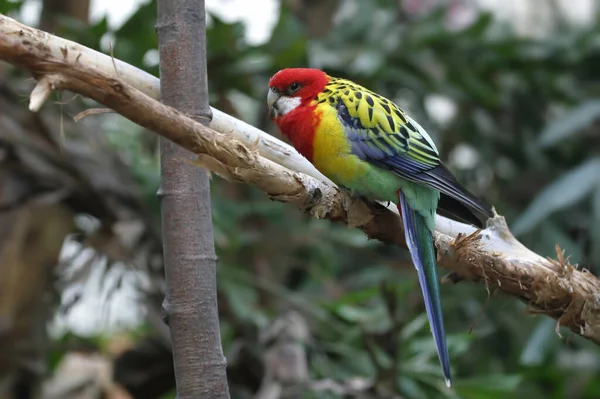 Eastern Rosella Platycercus Eximius Perched — Stock Photo, Image