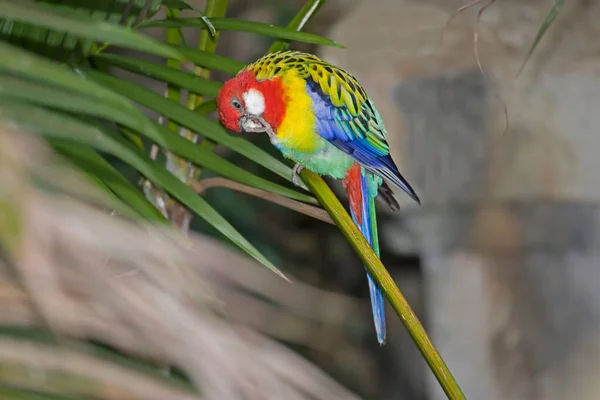 View Eastern Rosella Platycercus Eximius — Stock Photo, Image