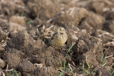 Amerikalı ya da göbekli bir Pipit, Anthus rubescens, rahat bir poz