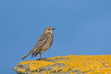Renkli bir kayanın üzerine tünemiş bir kaya parçası, Anthus petrosus.