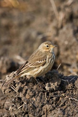 Bir Amerikan ya da Buff-Beled Pipit dikey, Anthus rubescens, rahat bir poz